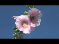 Victor Hugo beautiful love quote