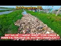 Download Lagu MASYAALLAH ‼️Sampah, Rumput, Eceng Gondok Penuhi Kali Pengairan CBL, Waktunya Dinormalisasi ⁉️