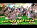 Download Lagu Chim chằng nghịch mồi giả LH Zalo 0981.519.719