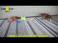 Lively Cavapoo Puppies