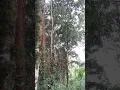 suara pikat burung hutan .. hasil banyak