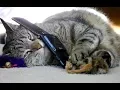 Download Lagu Cat Answers Phone '20th century'
