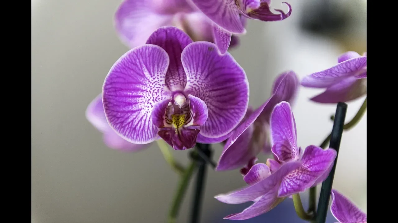 COMO CUIDAR DE ORQUIDEAS PHALAENOPSIS