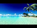 Live Wallpaper 4K 10 Hours Tropical Palm Trees Ocean View Tropical Ambience
