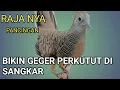 Lagu Terapi pagi PERKUTUT Lokal ‼️ Sekali bunyi yang lain pasti NYAUT .