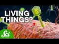 Are Infectious Viruses Actually Alive