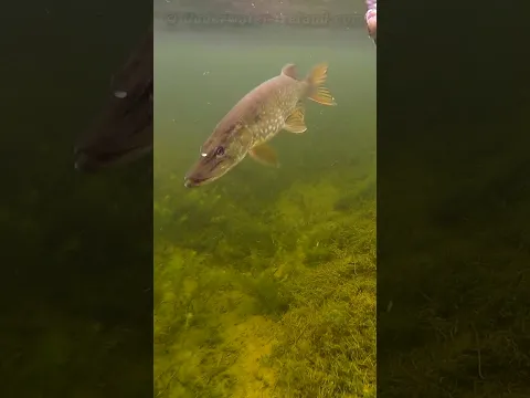 Bait comparison: roach vs perch, all days 👌