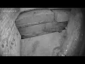 Download Lagu Laatvlieger Livestream - Serotine Bats (Eptesicus serotinus)