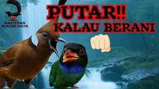 wajib punya suara ini kombinasi cililin dan tengkek buto disertai suara hutan wajib buat terapi
