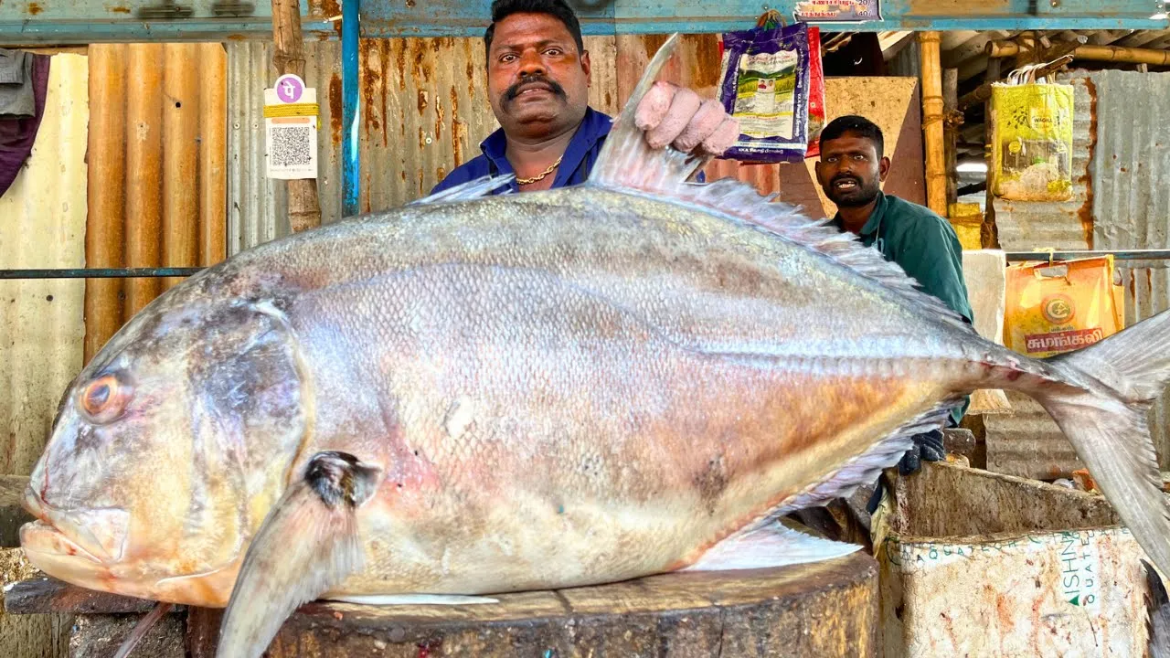 KASIMEDU 🔥 SPEED SELVAM | OMG 😱 49 KG BIGG TREVALLY FISH CUTTING VIDEO | IN KASIMEDU | FF CUTTING