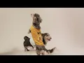 Roar-Some Tiger Dog Shirts for Your Fierce Friend - Fitwarm Dog Clothes