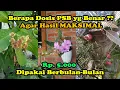 Download Lagu Berapa DOSIS PSB yang Benar? Cara Aplikasi PSB \u0026 Review 1 Bulan Pemakaian Bakteri Fotosintesis