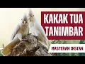 Download Lagu Masteran Suara Asli Kakatua Tanimbar