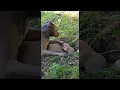 Prairie Dog Plays with Bigger Dog ViralHog