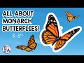 Monarch Butterfly Life Cycle Migration for Kids