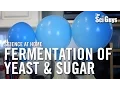 Fermentation of Yeast Sugar - The Sci Guys Science at Home