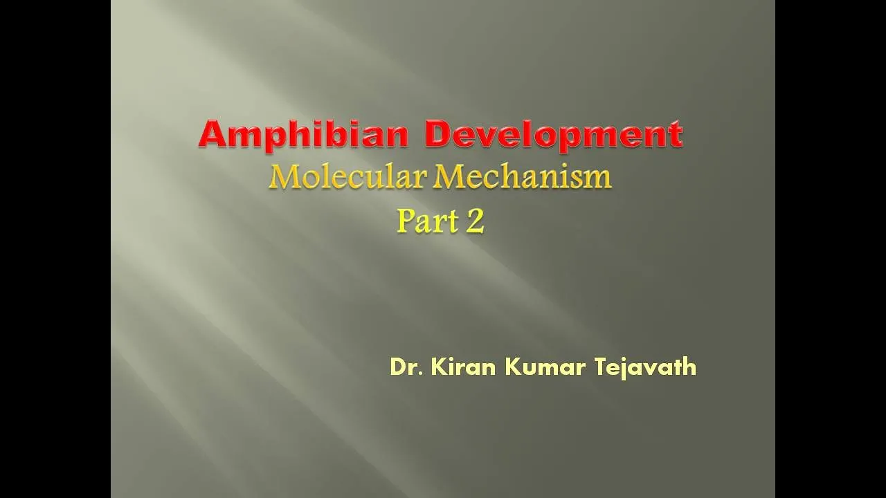 Amphibian Development: Molecular Mechanism Part 2