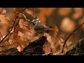 Autumn Birds in 4K 🍂 Nature's Most Relaxing Sounds for Stress Relief | Forest in Autumn 🍁 ASMR
