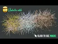 Unbelievable Awesome Image Effects using CSS Javascript