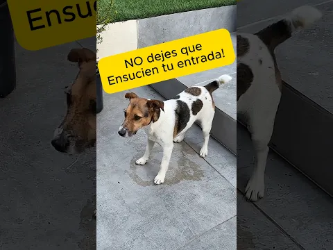 ¿Cómo evitar que tu mascota ensucie siempre el mismo lugar?