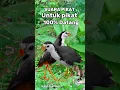 Lagu SUARA PIKAT RUAK RUAK AMPUH #youtubeshorts #videoshorts #birdsounds