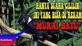 Download HANYA SUARA CILILIN INI YANG BISA DI REKAM MURAI BATU MP3