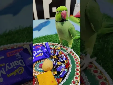 Rakhi ka Gift 🎁😂