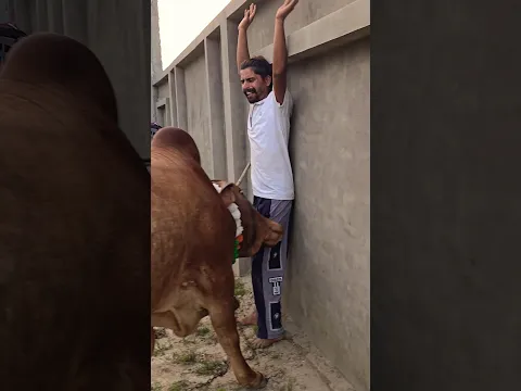 Jai gau Mata Jai shree Krishna 🙏🙏 #subscribe #viral #new #top #like #reels #foryou #subscribe #cow