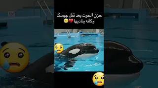 حزن الحوت بعد قتل جيسيكا      اكسبلور  ترند  دويتو  تصميم فيديوهات         لايكات  لايك  متابعه دندنها