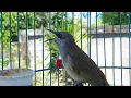 Download Lagu Masteran Burung Cucak Kombo Muda Bikin Cepat Gacor Bermental Juara - Kecial Kombok Gacor 90