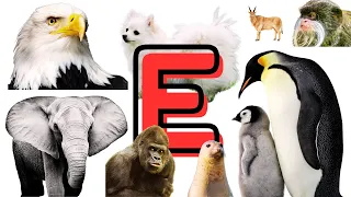 Fascinating World of Animals - Name of Animals That Start With E