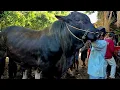 Download Lagu 19.500‼️BRANGUS JUMBO SAMPE SIANG BELUM LAKU | Pasar Sapi Tuban