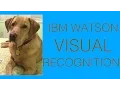 IBM Watson Using the Visual Recognition service to classify Dog Breeds feat Bruno