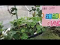 [Home Gardening] Strawberry Cultivation August Part 1: Detaching daughter plants from parent plan...