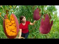 Download Lagu Life Countryside of Women: Harvesting GIANT Red Jackfruit Go to Market Sell \u0026 Cooking in Village