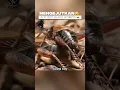 Download Lagu Bukan Sekadar Bunyi: Fakta Mengejutkan di Balik Kriik Jangkrik🦗🦗 #faktahewan #faktaunik #hewan