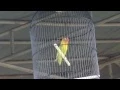 Download Lagu SUARA BURUNG ; Love Bird kusumo di luar dan di dalam arena, semua mata tertuju padanya.