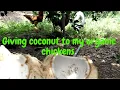 Giving coconut to my organic chickens in pomelo garden
