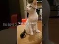 Lagu Join them😱 #trending #funny #ytshorts #trendingshorts #cute #cat #catvideos #catshorts #coconico