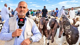 سوق الأغنام و الماعز اليوم يحير! تعالوا شوفوا الأسعار والمفاجآت 🔥