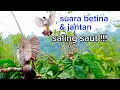 Download Lagu suara burung kutilang betina dan jantan saling saut,cocok buat mikat di hutan