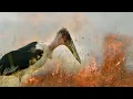 Fire and Feast | A Perfect Planet | BBC Earth