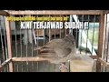 Lagu BONGKAR‼️BURUNG YANG SELAMA INI JARANG DIJAMAH DAN SELALU DISINGKIRKAN‼️@KangarifPantau