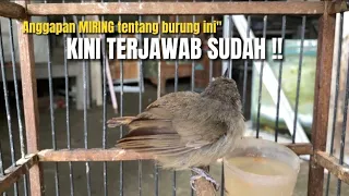 Download BONGKAR‼️BURUNG YANG SELAMA INI JARANG DIJAMAH DAN SELALU DISINGKIRKAN‼️@KangarifPantau MP3