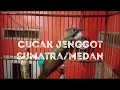 Download Lagu CUCAK JENGGOT SUMATRA/MEDAN GACOR DORR BOCOR.