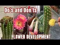 Stages of Flower Development on a Cactus Do s and Don ts