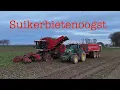 Suikerbieten oogst