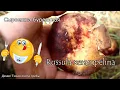Крабовый ломко-жабр или Сыроежка буреющая | Russula xerampelina