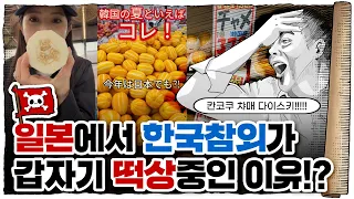 💀 고도로 발달된 참외는 멜론🍈과 구분할 수 없다 / 💀 참외를 한국인🇰🇷들만 먹는 이유