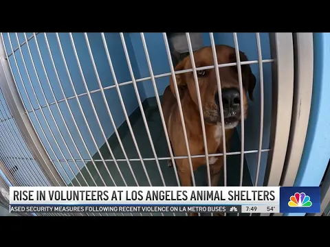 Download MP3 Rise in volunteers at Los Angeles animal shelters